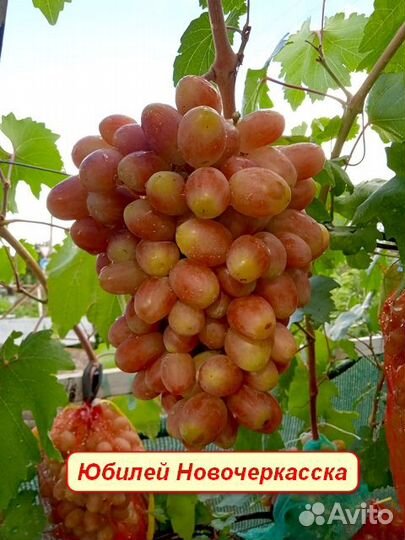 Виноград домашний