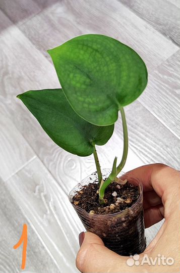 Сциндапсус эпипремнум