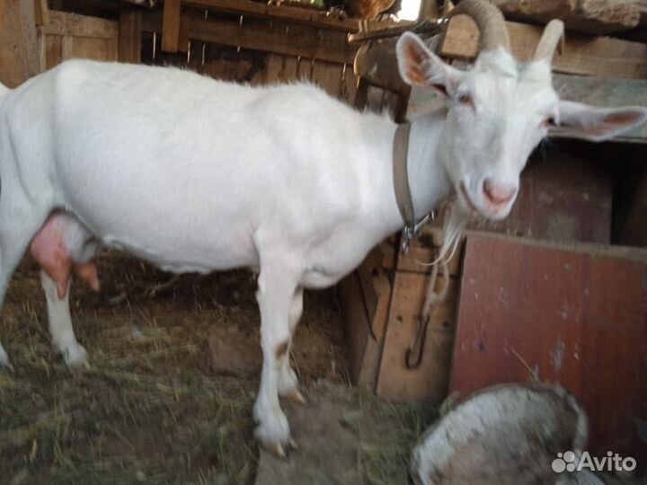 Коза дойная