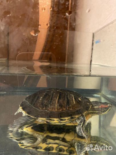 Красноухая черепаха с аквариумом