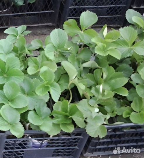 Саженцы клубники