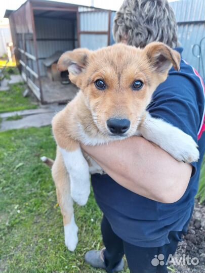 Метис лайки