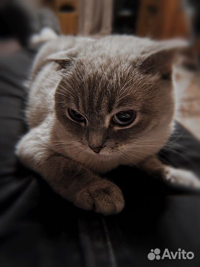 Кошка вислоухая