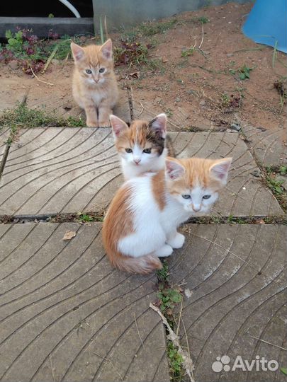 Котята в добрые руки