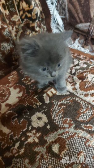 Кошка