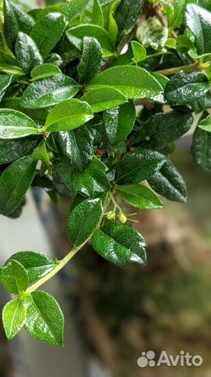 Бонсай Кармона