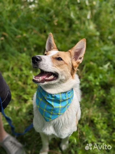 Собака в добрые руки