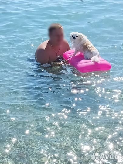 Вязка кобель чихуахуа