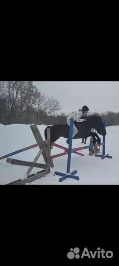 Жеребцы клеппера пони класс