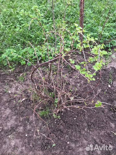 Саженцы большой выбор
