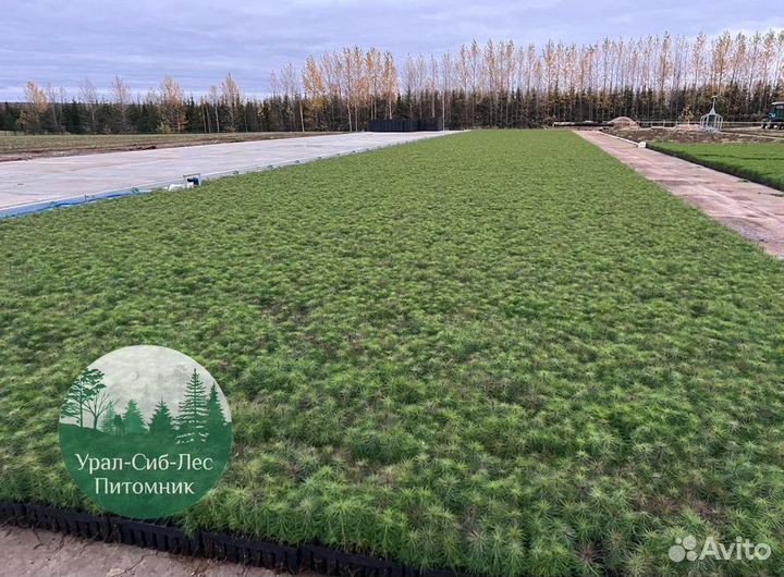 Зкс Сосна сеянцы Ели Лиственницы окс Голуб Горная
