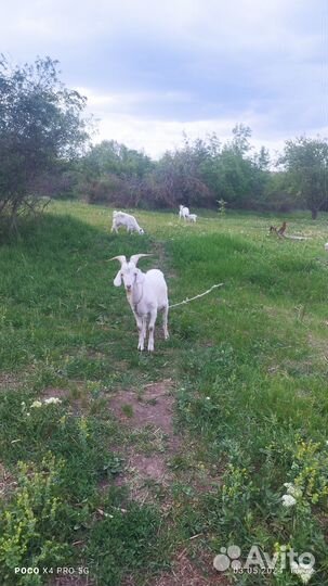 Коза с козлятами козел