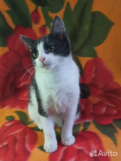 Котенок смотрит прямо в душу возьмите в дар