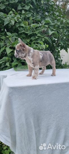 Наша девочка Рокси Рейна Марвел Буль ищет семью