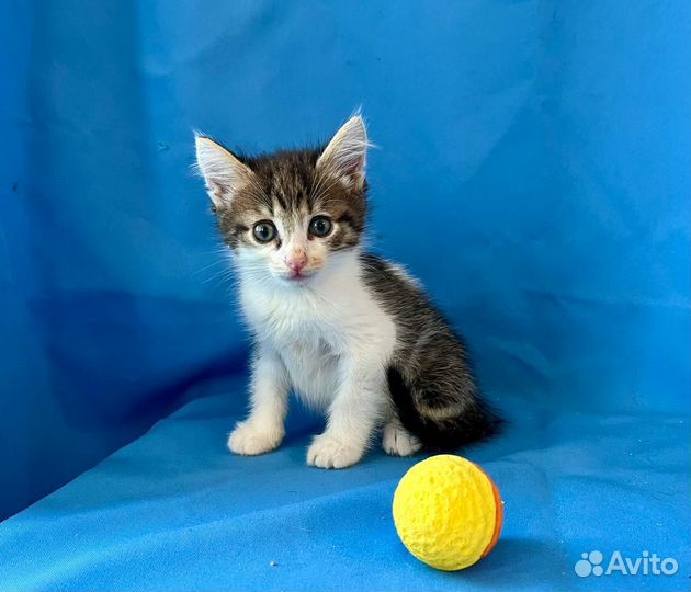 Котенок Сава возраст 1,5 месяца в добрые руки