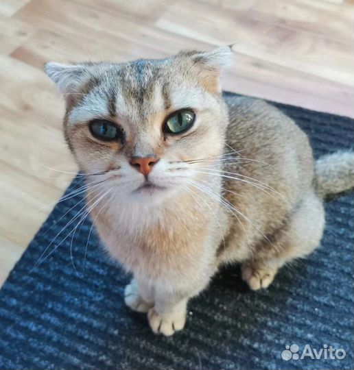 Мася ищет дом