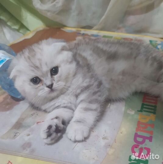 Британские котята