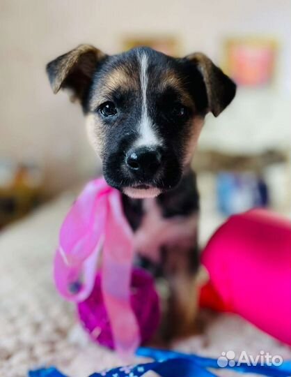 Щенок девочка