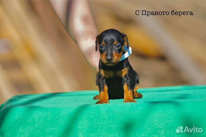 Щенки Цвергпинчера с документами