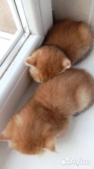 Котята золотая шиншилла