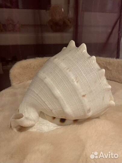 Ракушка морская большая