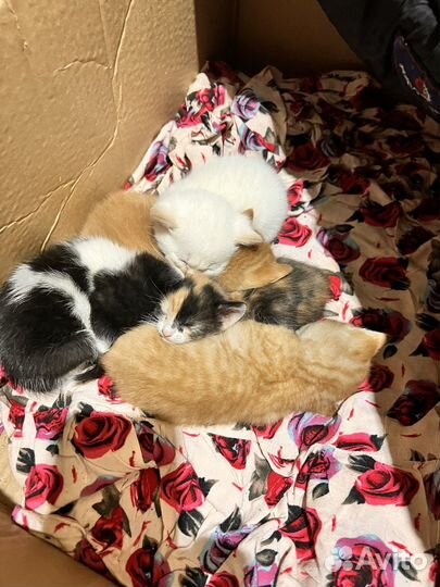 Котята в добрые руки даром бесплатно