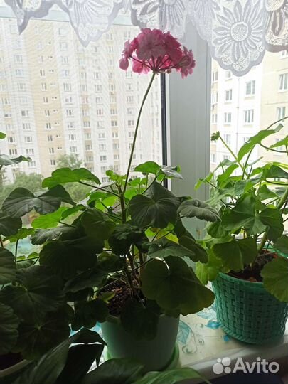 Комнатные цветы