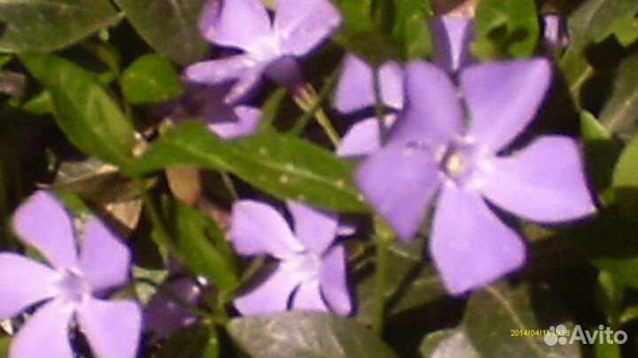 Барвинок синий с зелеными листьями