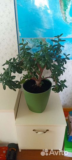 Толстянка (денежное дерево)