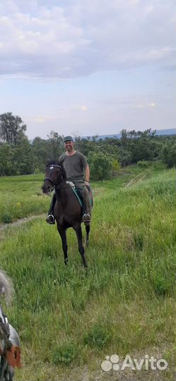 Прокат лошадей