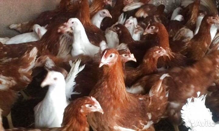 Куры молодки от нас - яйца у вас