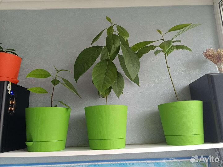 Авокадо растение