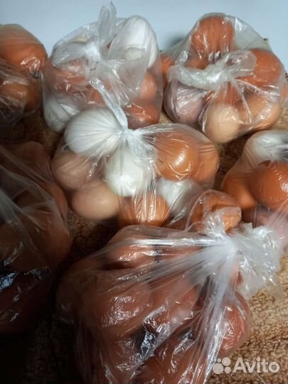 Курица домашняя. Яйцо