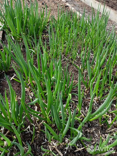 Лук многолетний