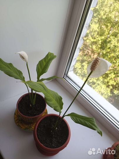 Спацифилум