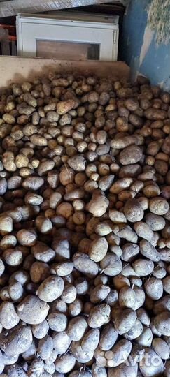Продам картофель
