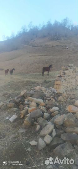 Лошади жеребята