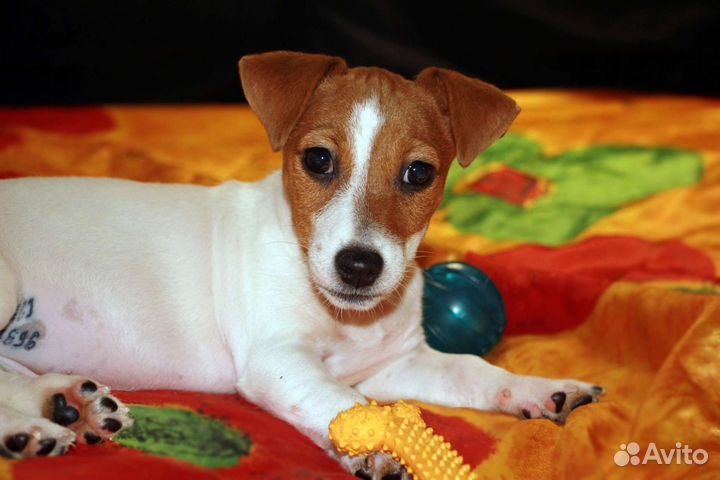 Коротколапая крошка от Чемпиона