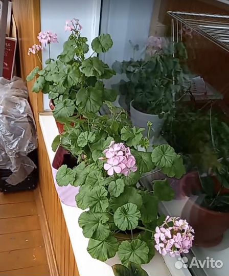 Пеларгония герань