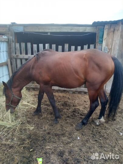 Продается жеребец, 4 года, обучен