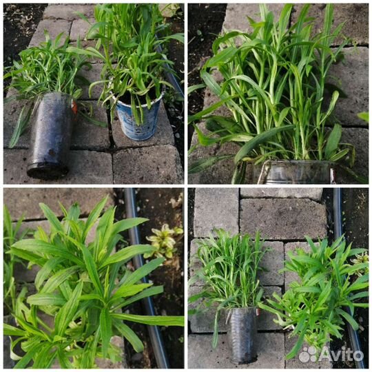 Солидаго сорт, Нана, карлик