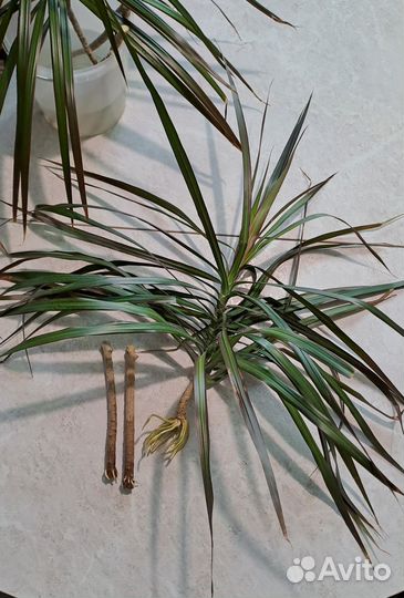 Пальма драцена