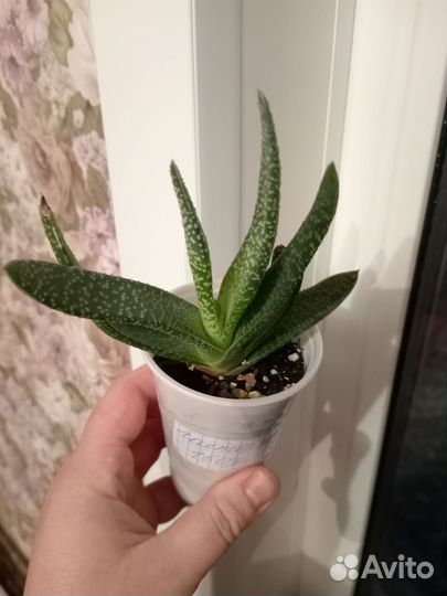 Комнатные растения