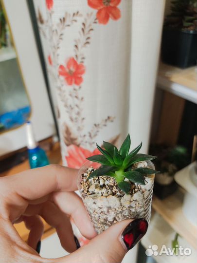 Эхеверия чёрный рыцарь