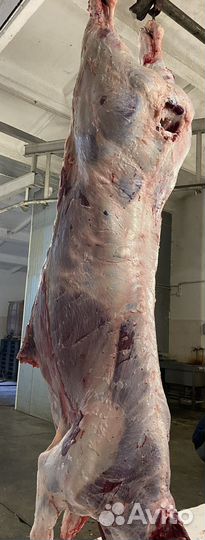 Туши мясной говядины породы оптом