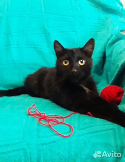 Кот Черный Пантерчик в дар в добрые руки