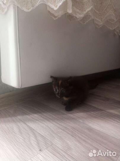 Отдам бесплатно котят