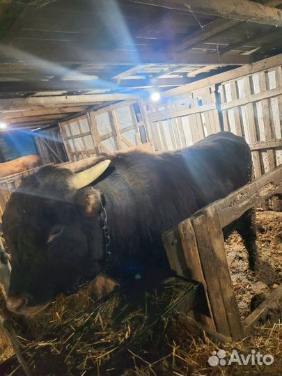 Быки на мясо