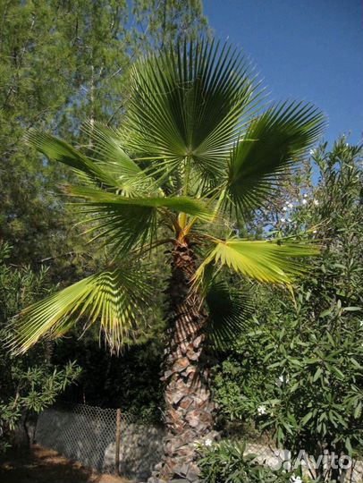Пальма Вашингтония