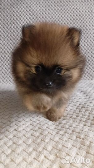 Щенки шпица